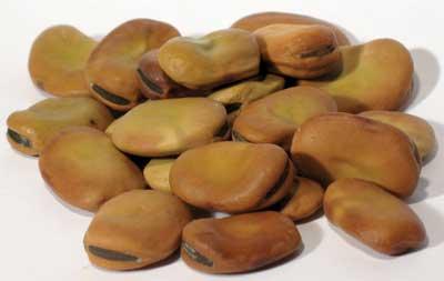 Mojo Wish Bean 2oz (vicia Faba)