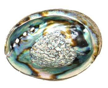 4"-5" Abalone Shell Burner
