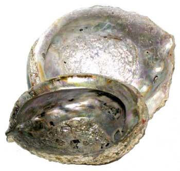 5"-6" Abalone Shell Burner