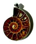Ammonite Fossil Pendant