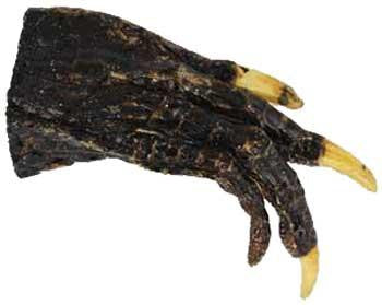 Alligator Claw