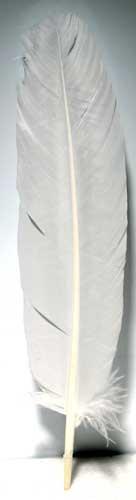 White Feather