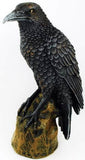 Raven Forward 6 1-2"