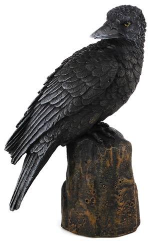 Raven Back 6"