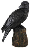 Raven Back 6"