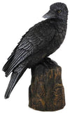 Raven Back 6"
