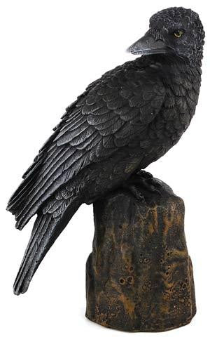 Raven Back 6"